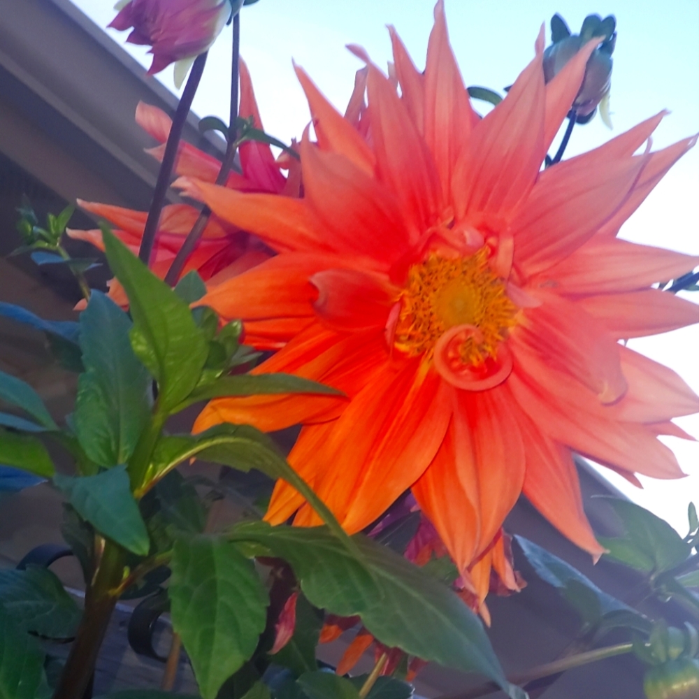 Meet your Posher, Tracy